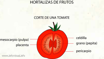 Hortalizas de frutos (Diccionario visual)